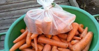 Как хранить морковь до весны