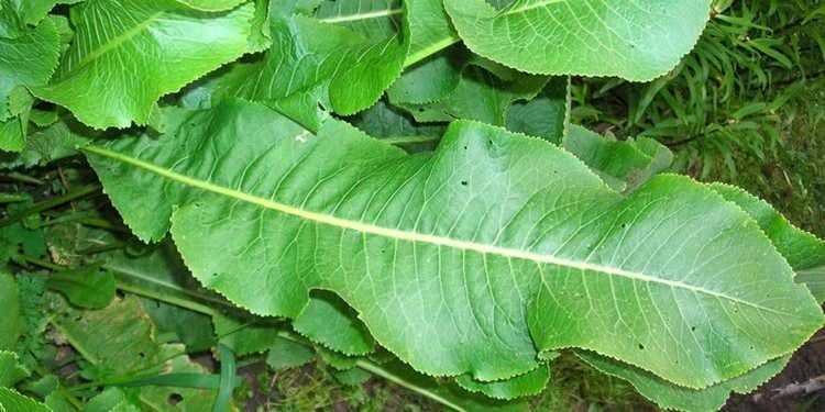 Лечение листьями хрена в народной медицине: рецепты, польза, вред и противопоказания