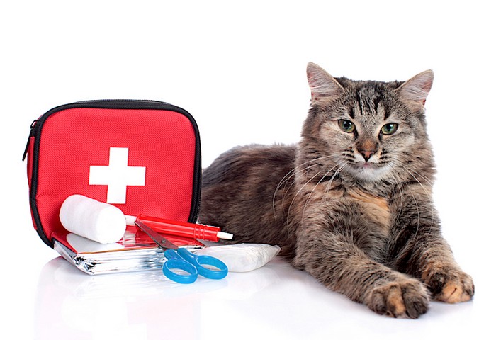 Правда ли кошки лечат болезни