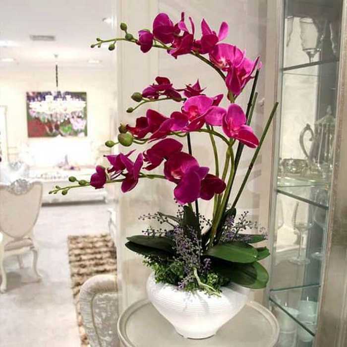 Красная орхидея для гармонии в семье
