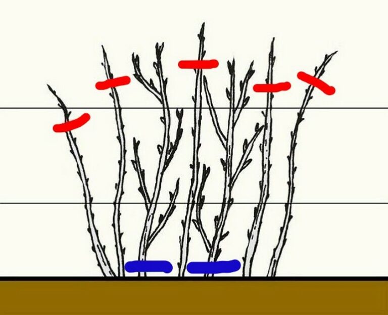 Схема посадки штамбовой малины