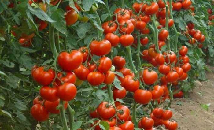 Лучшее от октябрины ганичкиной выращиваем томаты