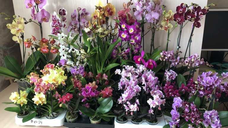 Как правильно ухаживать за цветущей орхидеей