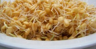 Ростки пшеницы
