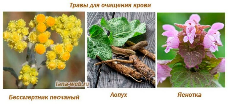 Травы для разжижения крови: рецепты народной медицины
