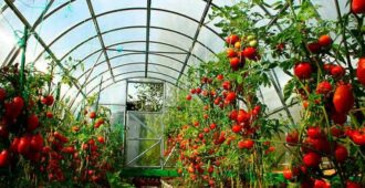 Как посадить помидоры в теплице