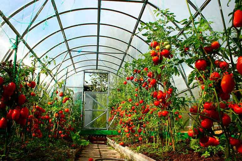 Как посадить помидоры в теплице