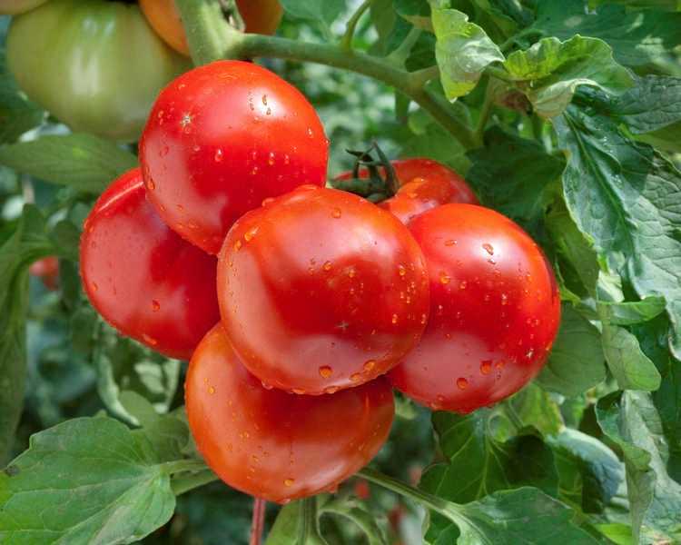 Jak správně svázat rajčata ve skleníku a na otevřeném poli