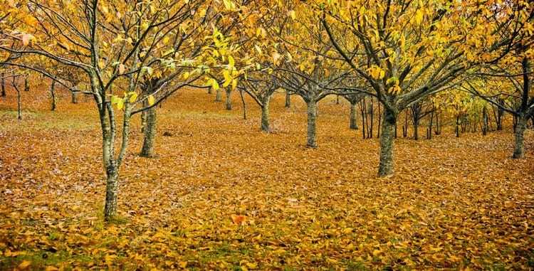 можно ли обрезать плодовые деревья осенью