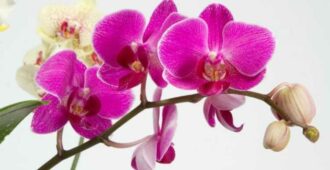 виды комнатных орхидей